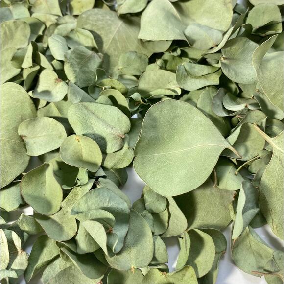 Dry Eucalyptus Leaves - Picture 3 of 8